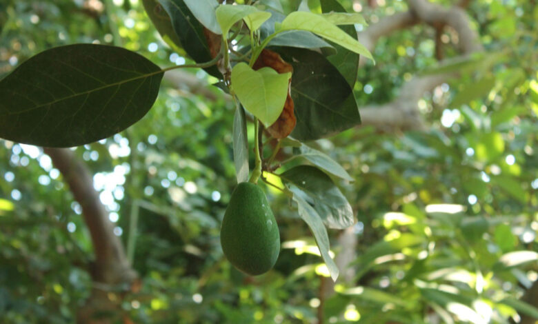 Avokado için uyarı