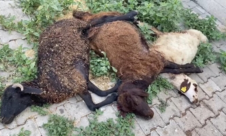 Bingöl'de başıboş köpekler dehşet saçtı! 6 küçükbaş hayvan telef oldu