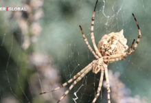Dünyanın en zehirli örümceği Aksaray'da görüldü!