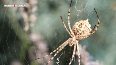 Dünyanın en zehirli örümceği Aksaray'da görüldü!