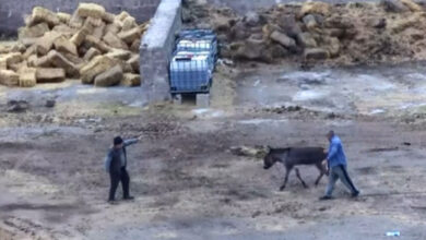 Kayseri'de eşeği bıçakla öldürüp atları zehirleyen iki cani gözaltında