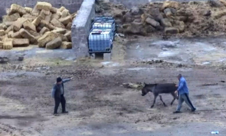 Kayseri'de eşeği bıçakla öldürüp atları zehirleyen iki cani gözaltında