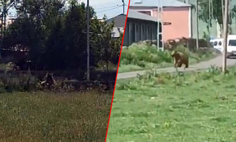 Mahalleyi birbirine kattı! Bozayı dehşeti