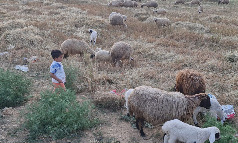 Bazı köylerde tespit edildi: Küçükbaş ve büyükbaşlara 'mavi dil' karantinası