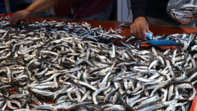 Sezon açıldı! Bolu'da hamsinin fiyatı 50 lira düştü