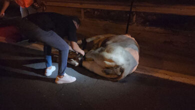 Tırdan kaçarak trafiği durduran angus, iğneyle vurularak yakalandı