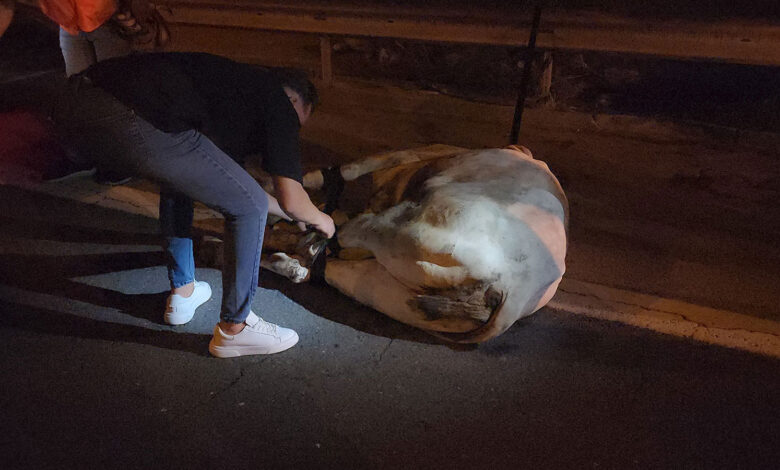 Tırdan kaçarak trafiği durduran angus, iğneyle vurularak yakalandı