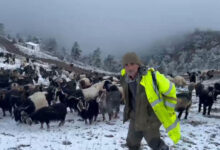 Giresun'un yaylalarına kar düştü, çobanların zorlu dönüş yolculuğu başladı