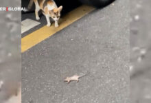 Kediyi gören farenin abartılı hareketleri Tom ve Jerry’yi aratmadı, yuvarlandıkça yuvarlandı