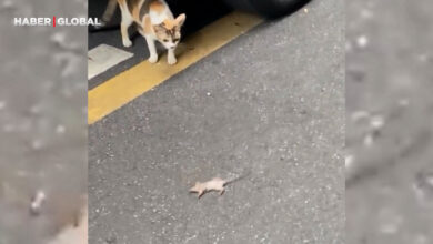 Kediyi gören farenin abartılı hareketleri Tom ve Jerry’yi aratmadı, yuvarlandıkça yuvarlandı